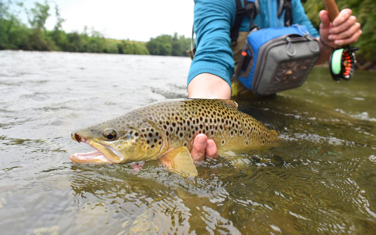 3 Pack Goddard Caddis Dry Fly - Size 14