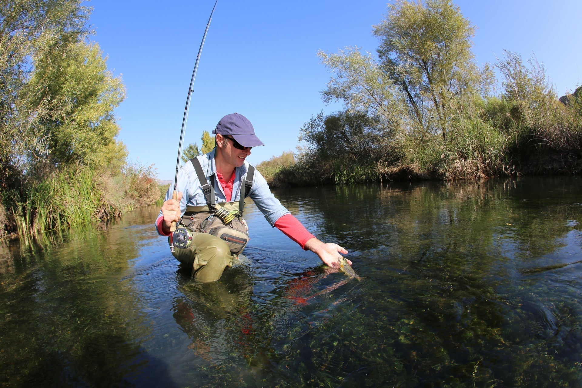 Renegade Classic Trout Dry Fly 12 Flies Hook Size 16