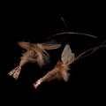 Shellback Craw – Crawfish Fly