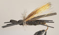 Gypsy King Stone Dry Fly