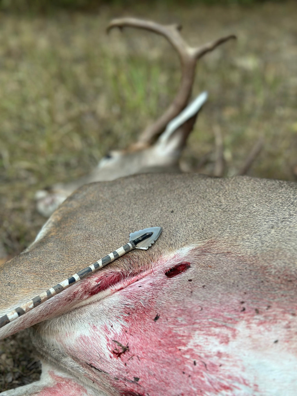 Single Bevel Buzzcut 2-Blade Broadhead 3-Pack