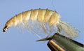 Molting Scuds