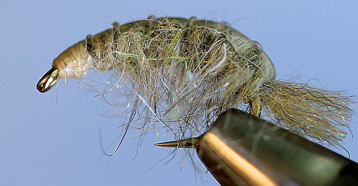 Molting Scuds