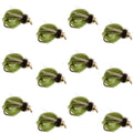 Bead Head LaFontaine Olive Deep Sparkle Caddis Pupa - 1 Dozen Flies Hook Size 18