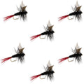 Red-Tailed Black Gnat Classic Dry Fly - 6 Flies Size 16