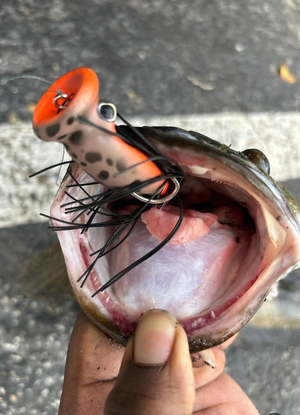CHUGGERKNOT